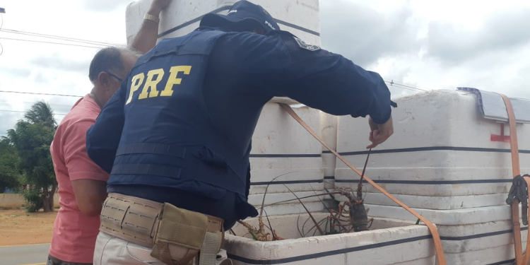 Mais de 200kg de lagosta pescados irregularmente são apreendidos pela polícia