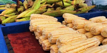 Vendas de milho aumentam no mês junino