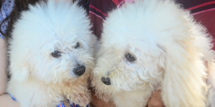 Campanha antirrábica 2023 tem início nesta sexta-feira (14); confira os pontos volantes