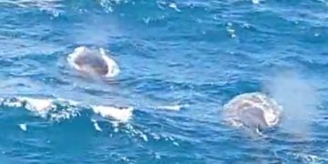 Vídeos registram baleias jubartes no litoral potiguar