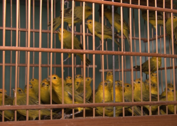 Mais de 150 aves silvestres são apreendidas durante operação em Mossoró