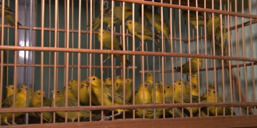 Mais de 150 aves silvestres são apreendidas durante operação em Mossoró