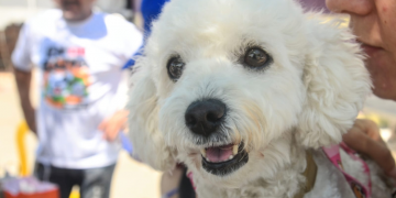 Mossoró terá pontos extras de vacinação antirrábica neste fim de semana