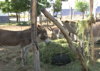 ONGs discutem o abate de jumentos; animal está ameaçado de extinção