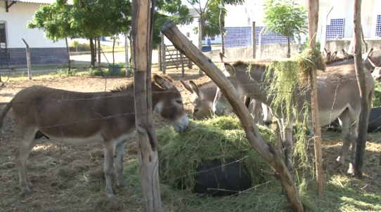 ONGs discutem o abate de jumentos; animal está ameaçado de extinção