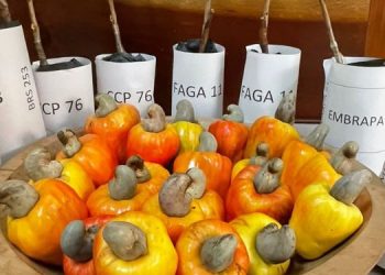 Pesquisa indica tipos de clones de caju para território potiguar