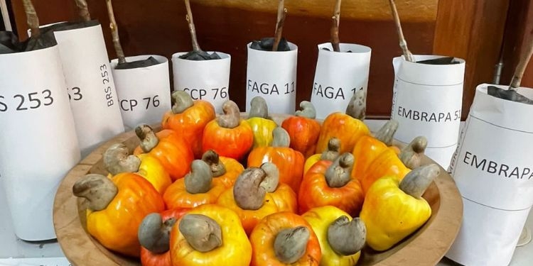 Pesquisa indica tipos de clones de caju para território potiguar