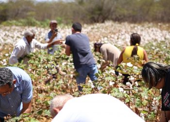 Programa Gente do Campo tem edição especial sobre a retomada da cultura do algodão no RN
