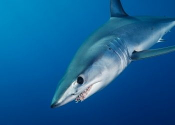 O tubarão mais rápido do mundo está desaparecendo do RN