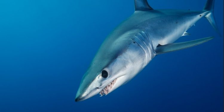 O tubarão mais rápido do mundo está desaparecendo do RN