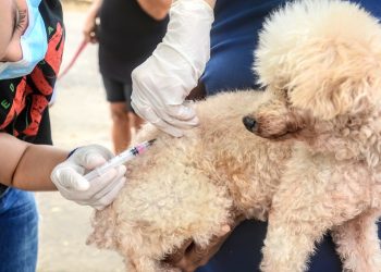 Vacinação contra a raiva terá pontos extras neste fim de semana em Mossoró