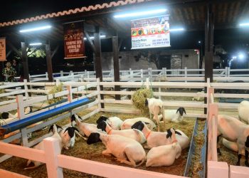 Festa do Bode tem início na noite desta quinta; confira programação