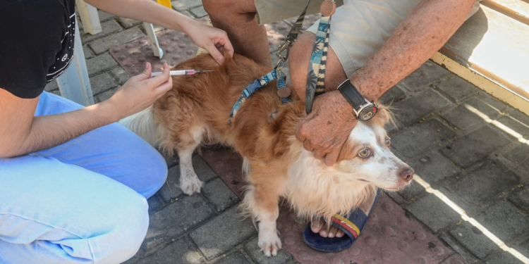 Campanha de Vacinação Antirrábica é prorrogada até 20 de novembro