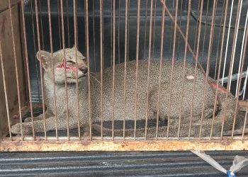 Gato-mourisco é capturado na Maísa, zona rural de Mossoró