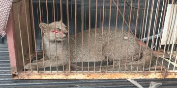 Gato-mourisco é capturado na Maísa, zona rural de Mossoró