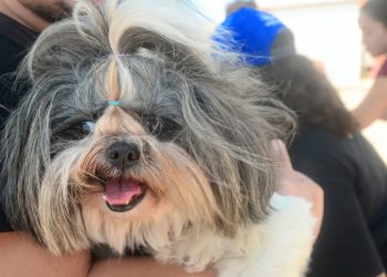 Vacinação antirrábica tem ponto extra no feriado de 7 de setembro em Mossoró