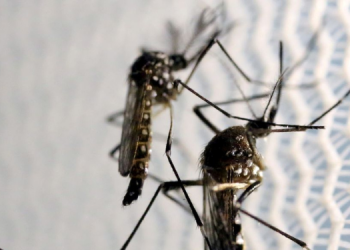 Mais de dois mil casos de dengue foram confirmados no RN em 2023