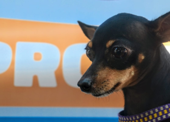 Vacinação antirrábica tem pontos extras de imunização nesta sexta e sábado