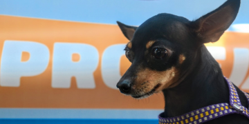 Vacinação antirrábica tem pontos extras de imunização nesta sexta e sábado