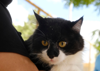 Confira os locais de vacinação contra raiva nesta sexta-feira (6)