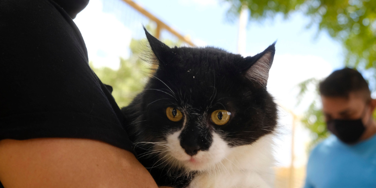 Confira os locais de vacinação contra raiva nesta sexta-feira (6)