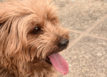 Mossoró tem pontos extras de vacinação antirrábica nesta sexta-feira (27)