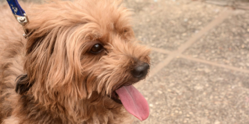 Mossoró tem pontos extras de vacinação antirrábica nesta sexta-feira (27)