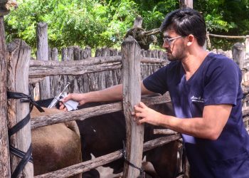 Mossoró inicia nesta semana segunda etapa de vacinação contra a febre aftosa