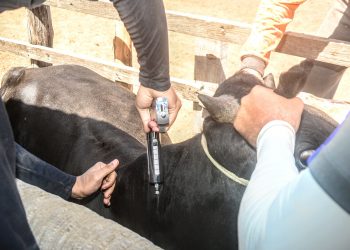 Mais de mil animais são imunizados contra a febre aftosa em Mossoró