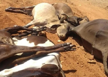 Idiarn investiga mortes de 35 animais em zona rural de Jucurutu