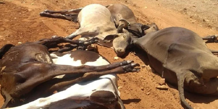 Idiarn investiga mortes de 35 animais em zona rural de Jucurutu