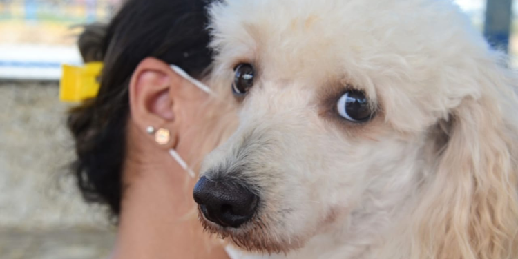 Mossoró tem 17 pontos de vacinação antirrábica no sábado (18)