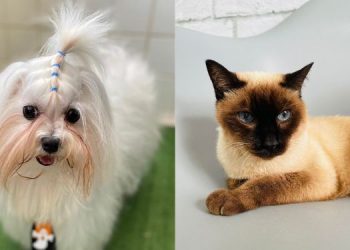 Mossoró ultrapassa meta na Campanha de Vacinação Antirrábica