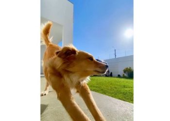 Calor: os animais também precisam de cuidados redobrados