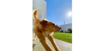 Calor: os animais também precisam de cuidados redobrados