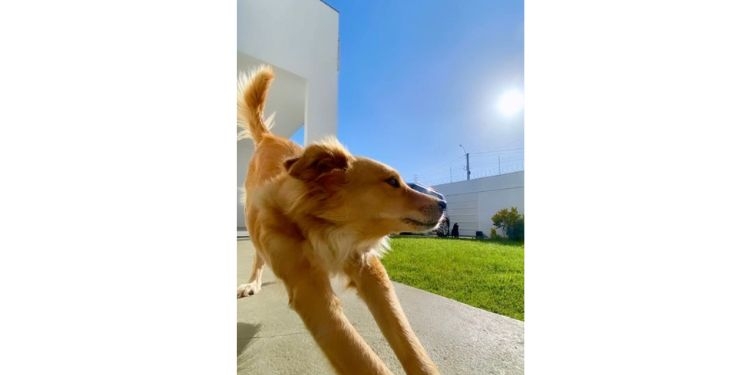 Calor: os animais também precisam de cuidados redobrados