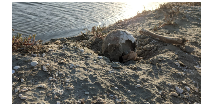 Caçadores encontram ossada humana em Grossos