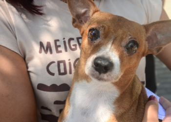 Mossoró tem pontos extras de vacinação antirrábica na sexta-feira (10)