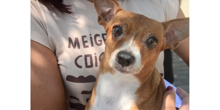 Mossoró tem pontos extras de vacinação antirrábica na sexta-feira (10)