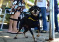 Prefeitura de Mossoró realiza ação voltada à saúde animal no sábado (2)