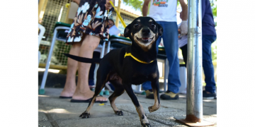 Prefeitura de Mossoró realiza ação voltada à saúde animal no sábado (2)