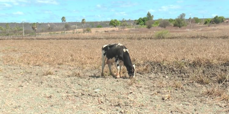 Apodi pode decretar situação de emergência por estiagem