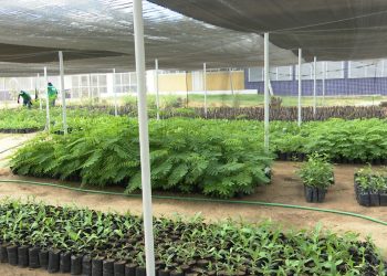 Ufersa e Setor de Produção de Mudas realizam campanha de natal para arrecadação de alimentos