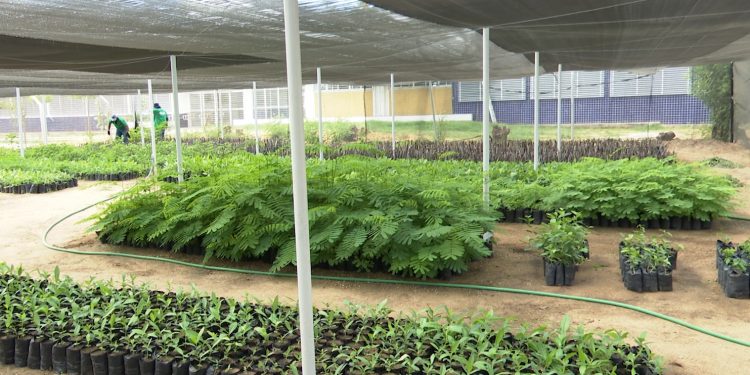 Ufersa e Setor de Produção de Mudas realizam campanha de natal para arrecadação de alimentos