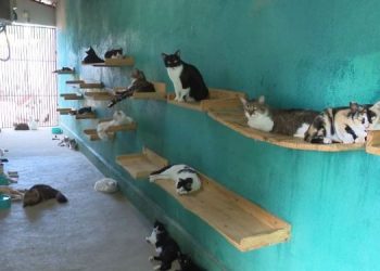 Gatil da Jana lança campanha de arrecadação para manter custos com gatinhos