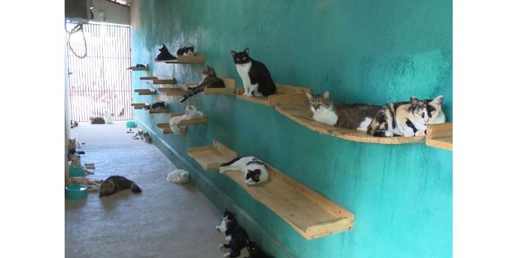 Gatil da Jana lança campanha de arrecadação para manter custos com gatinhos