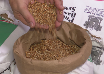 Emater antecipa distribuição de sementes no RN