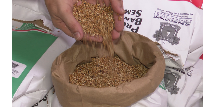 Emater antecipa distribuição de sementes no RN