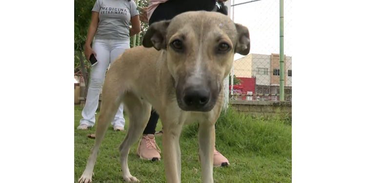 Veterinária explica cuidados necessários com pets no fim de ano