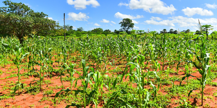 650 famílias aderem ao Programa Garantia Safra 2023/2024 em Mossoró